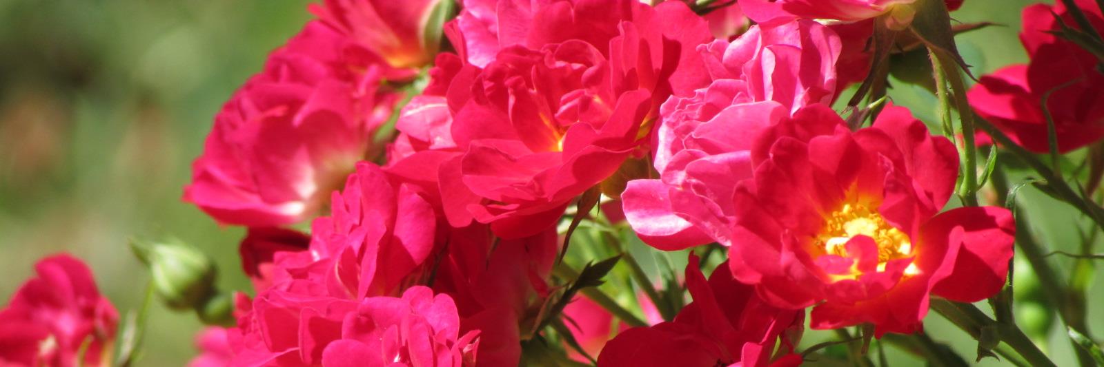 BeyondRoses's profile banner image