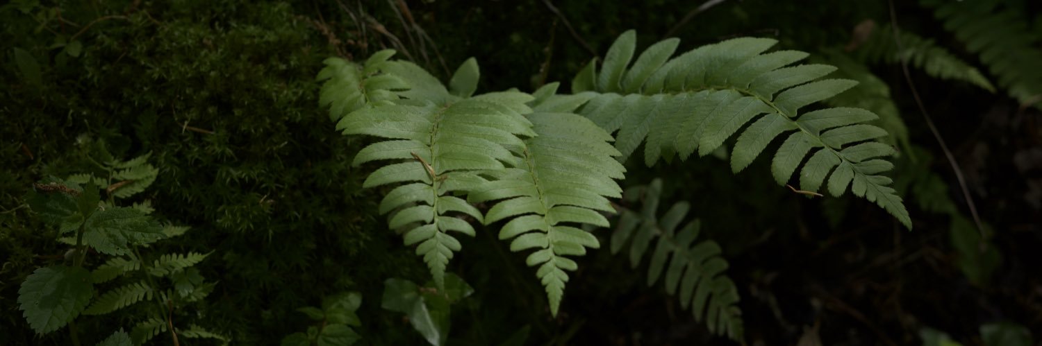 ✩ ollie ✩ banner