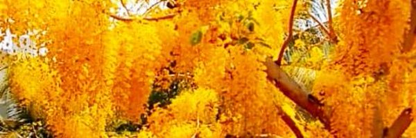 ReshmaShankaran Profile Banner