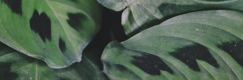 danilocchaves's profile banner image