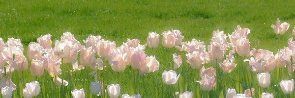 honeysanniee Profile Banner