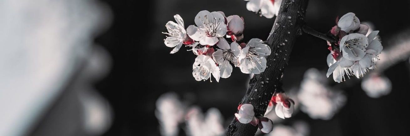 vinasolmal's profile banner image