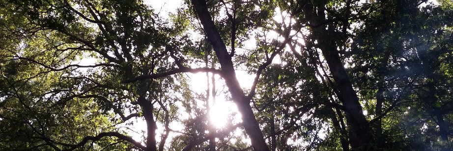 silveravyn's profile banner image