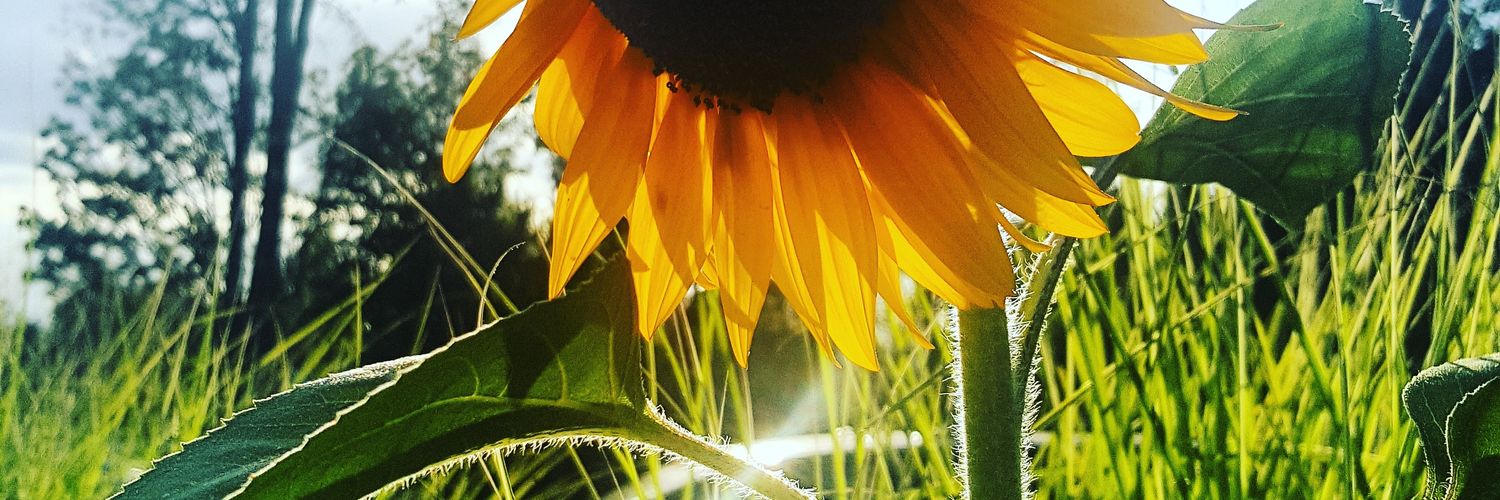 chelsbarone's profile banner image