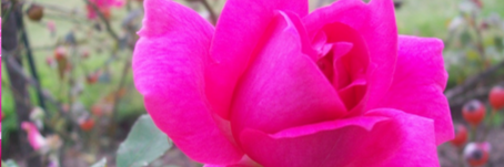 AubreeGrossman's profile banner image