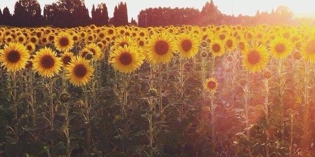 nic_chow's profile banner image