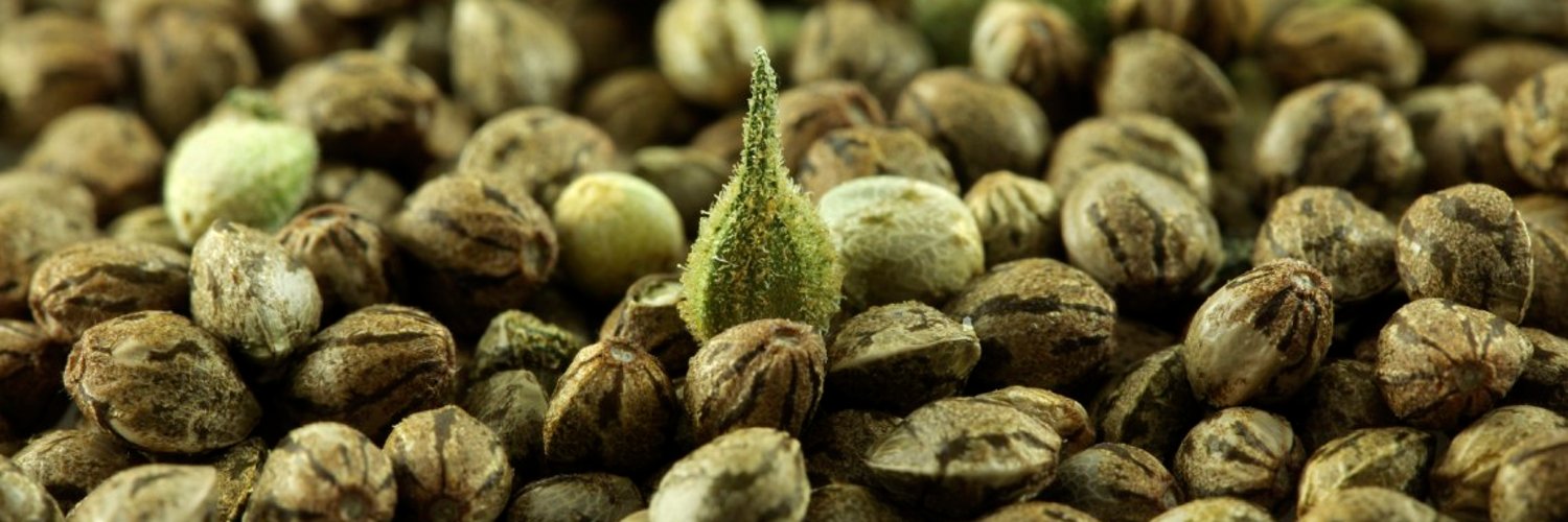 Выдержка семян конопли как освещать марихуану
