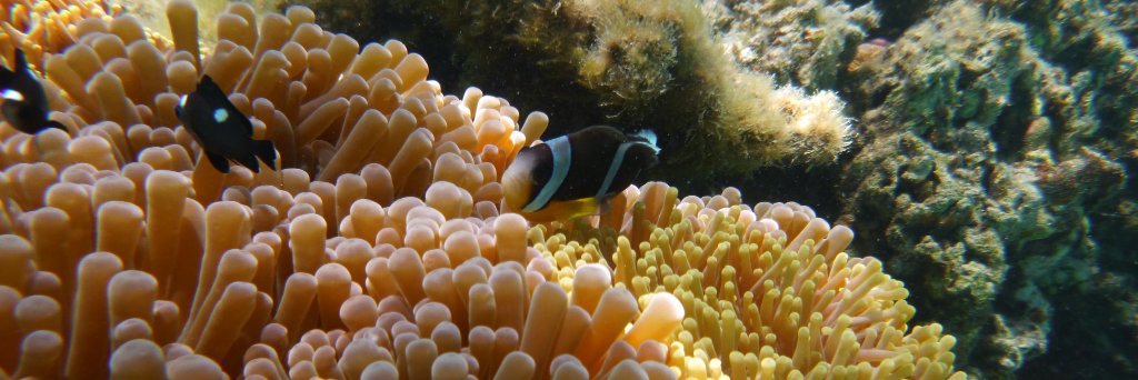 Jyodee Sannassy Pilly banner