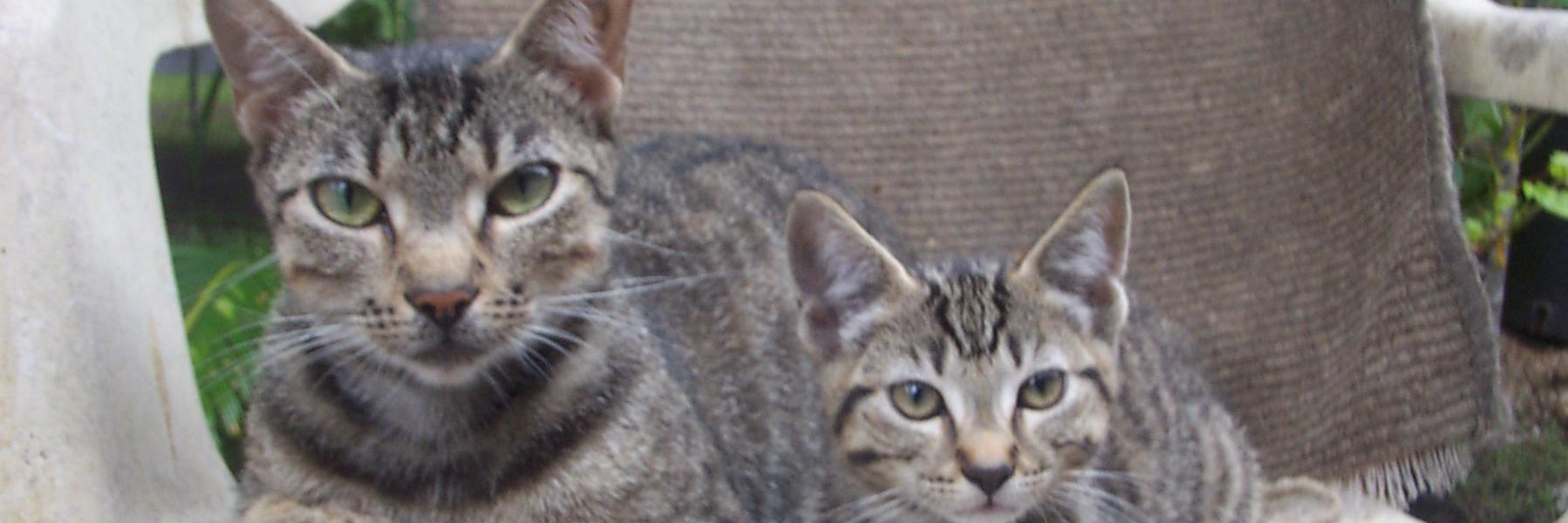 Sonita hintz banner