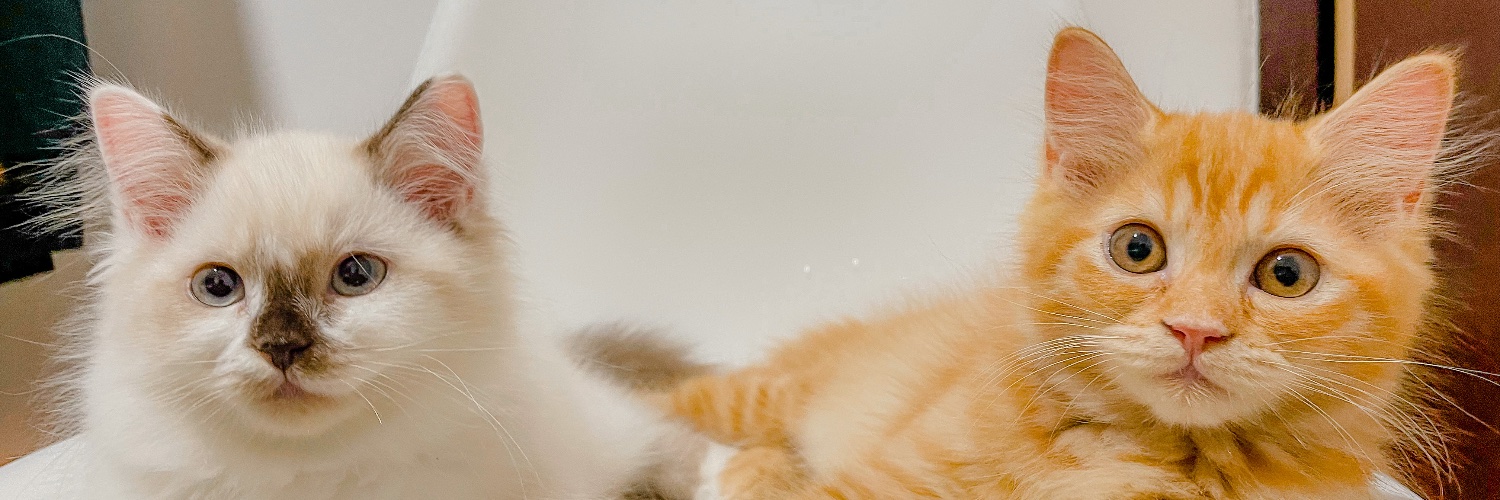 anshar_daenk's profile banner image