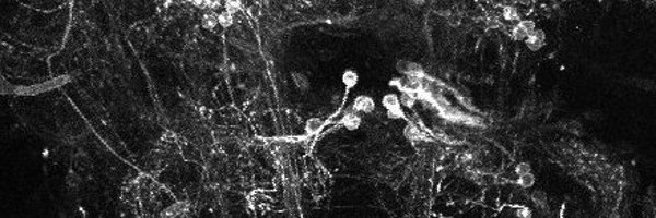 Daniel_R_Hummel Profile Banner