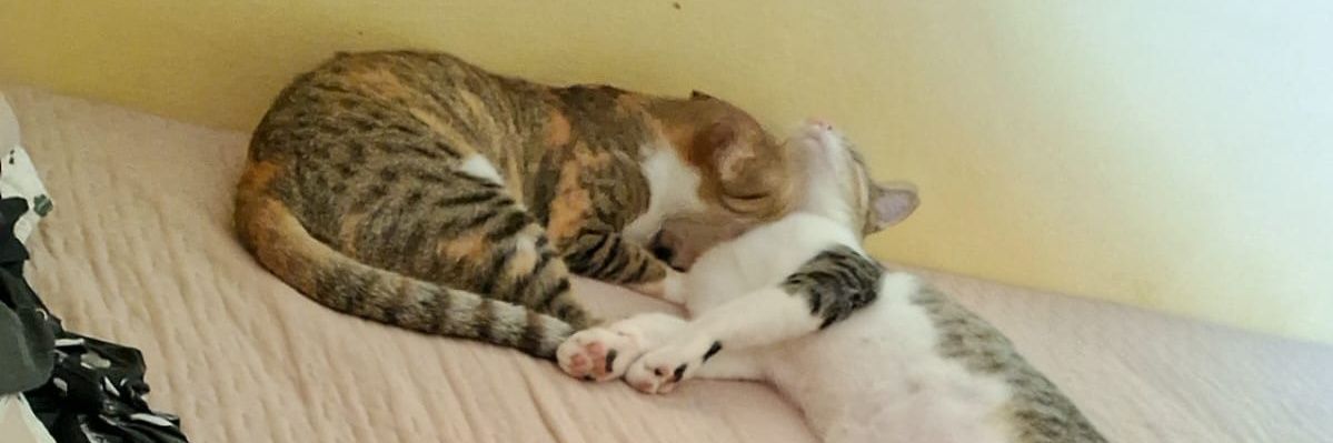 Tallyx15_'s profile banner image