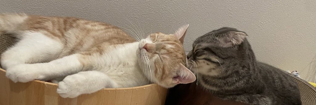 橘 あづさ🐱(ぴょん) banner