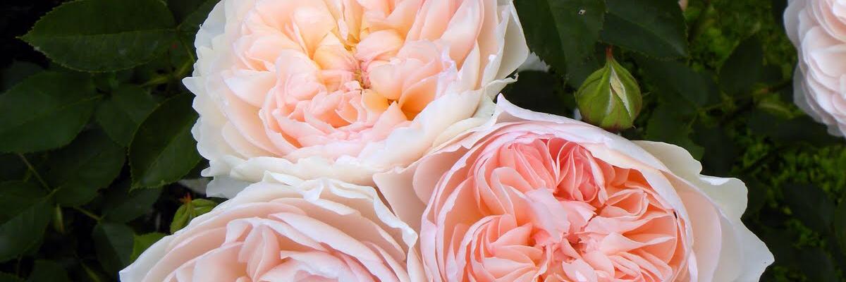 REALLKIMBERLY's profile banner image