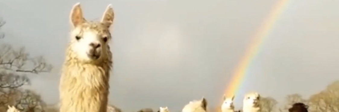 Antonia Brunani banner