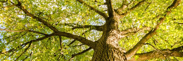 EGSAuwaterloo Profile Banner