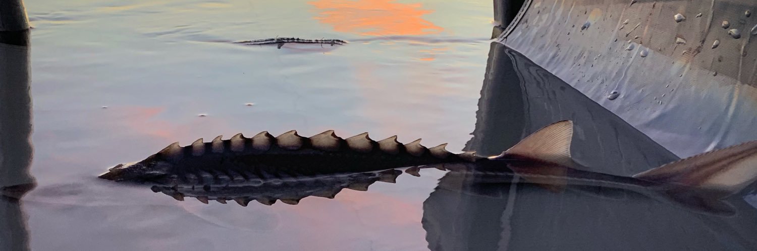 Sturgeon Slayers banner