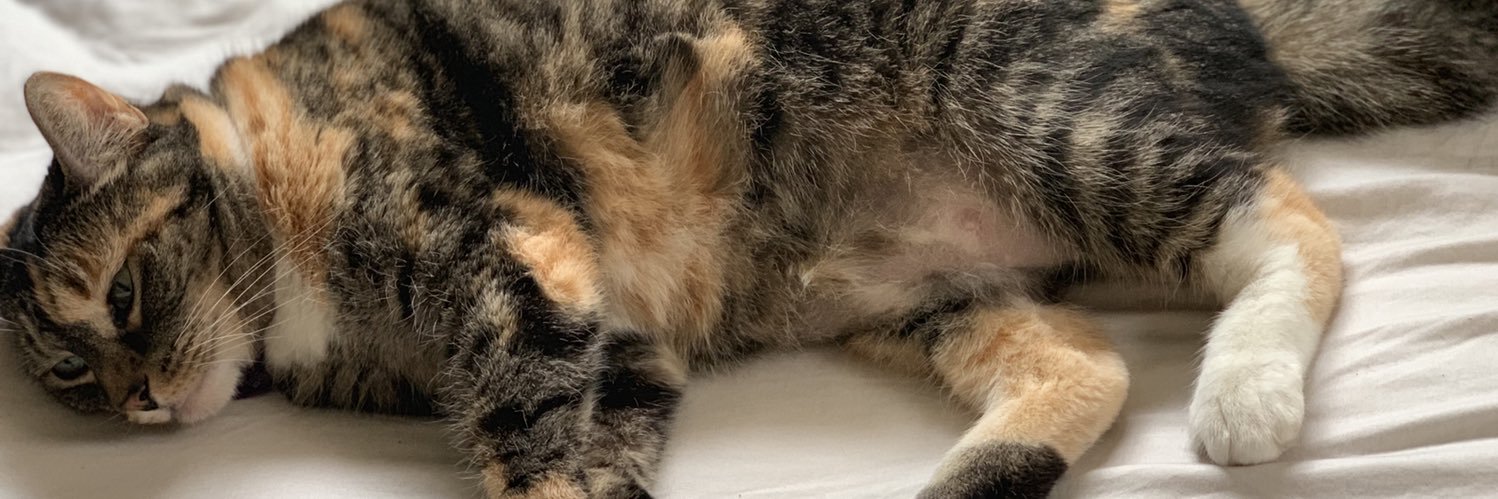 lucyloothecat's profile banner image