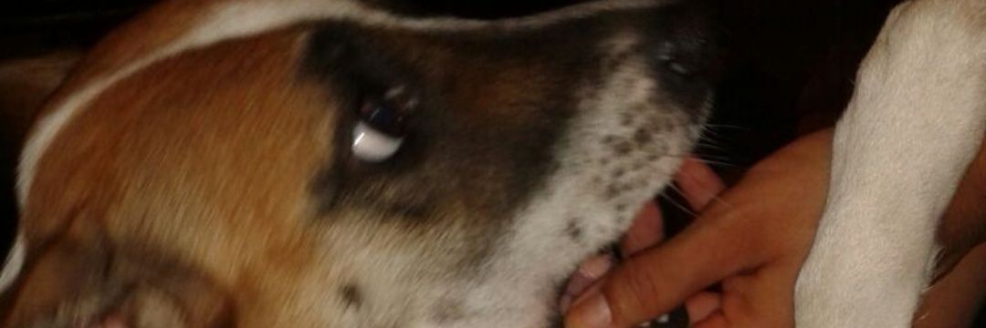 Mαყҽɳ 🐼⚘🌷⚘ 🐼 banner