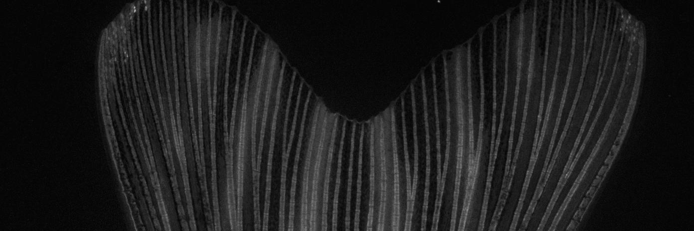 UO Developmental Biology banner