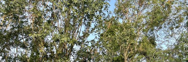 mvpendleton Profile Banner