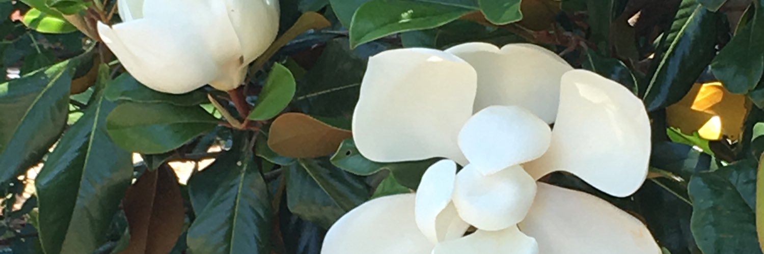 nelsonnotes1's profile banner image