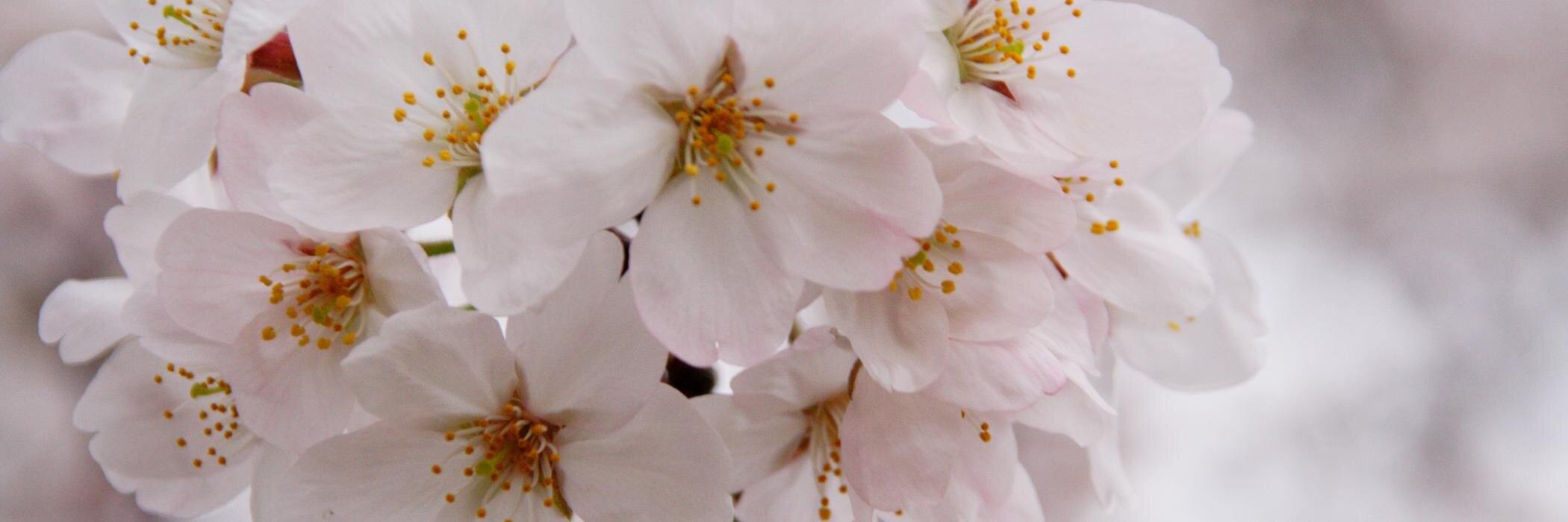 hhch_ut's profile banner image