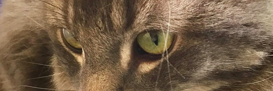 chibivesicle's profile banner image