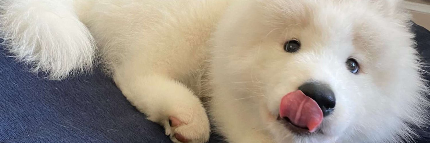 pupbrained's profile banner image