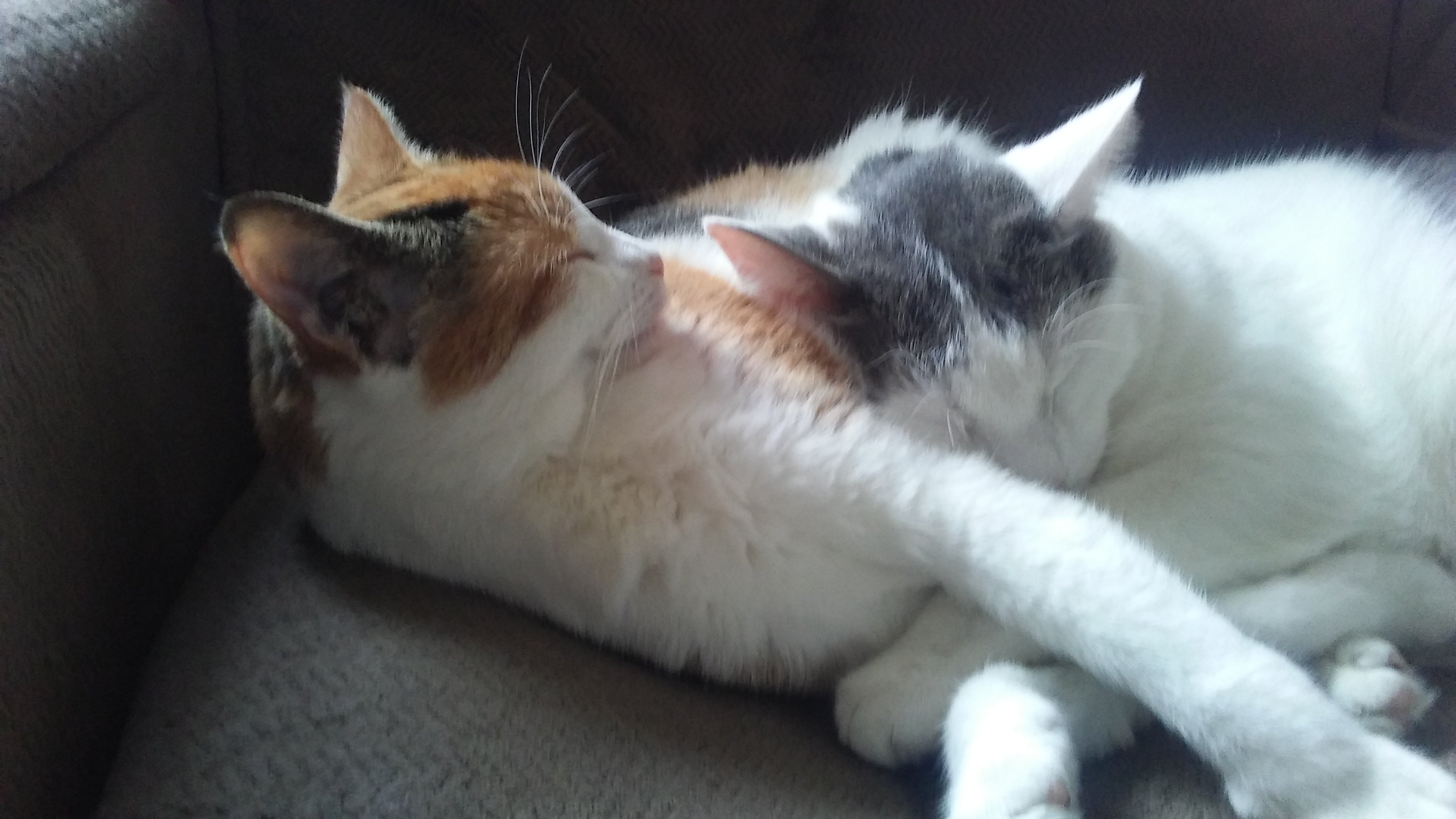 Felica Duchene banner