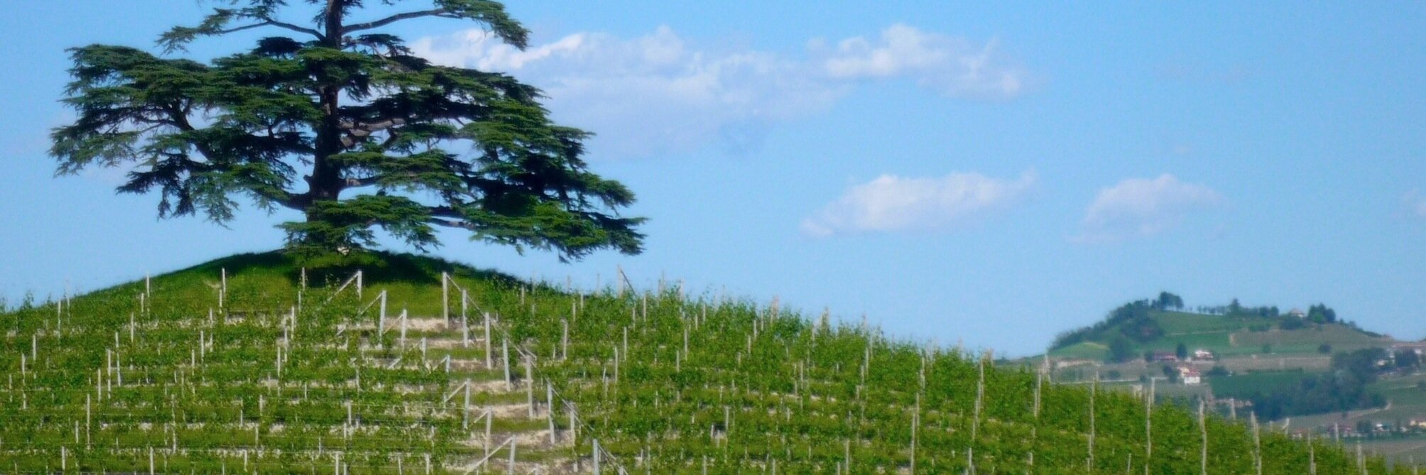 Jane Faulkner banner