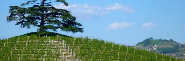 winematters Profile Banner