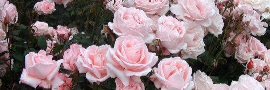 missmolly1395's profile banner image