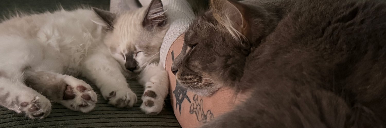kingmaycee's profile banner image