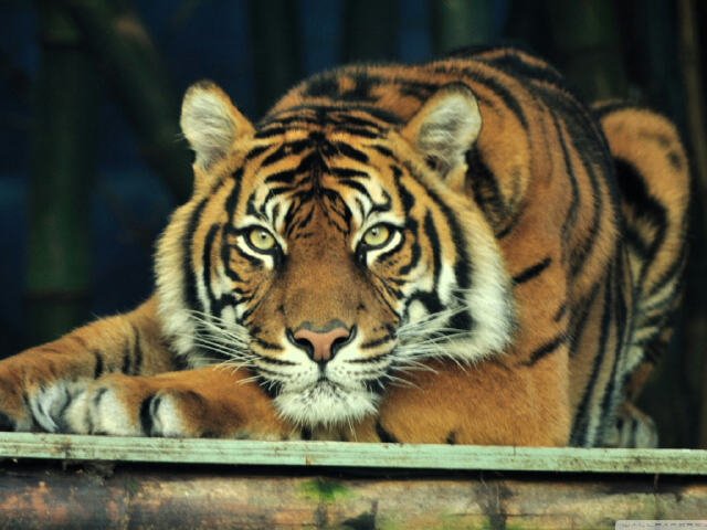 YAKSH_INDIA's profile banner image