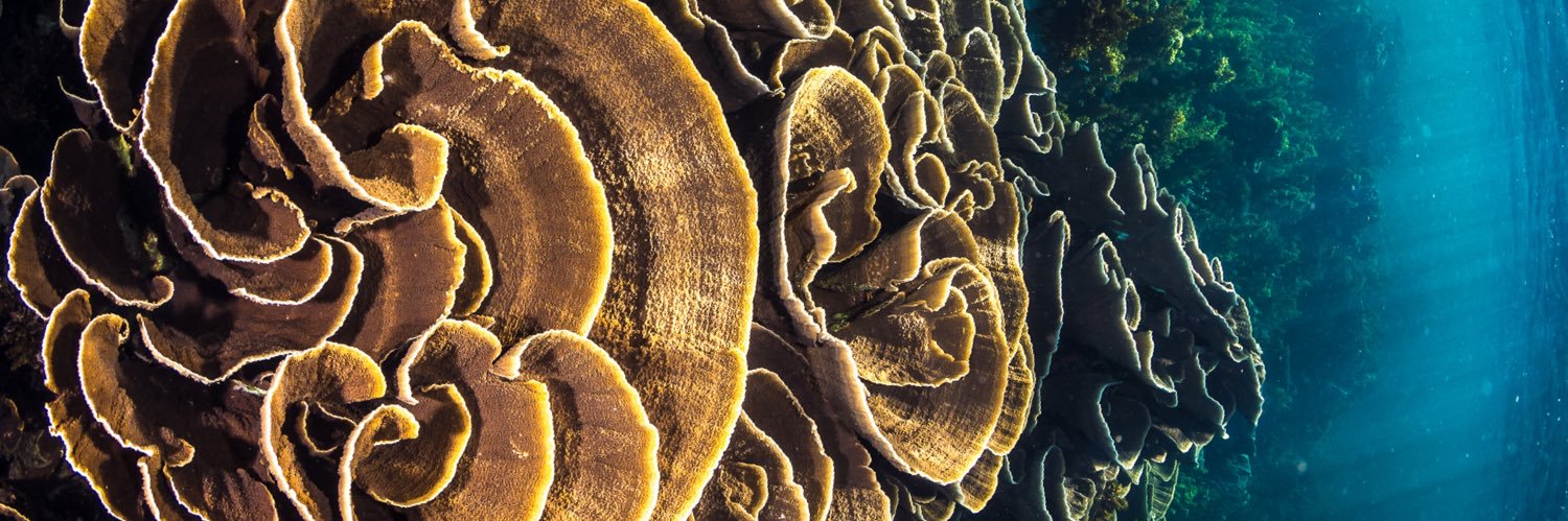 Coral Specialist Group banner