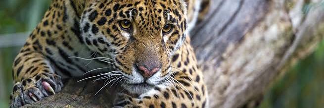 Silverclaw 🐾 banner