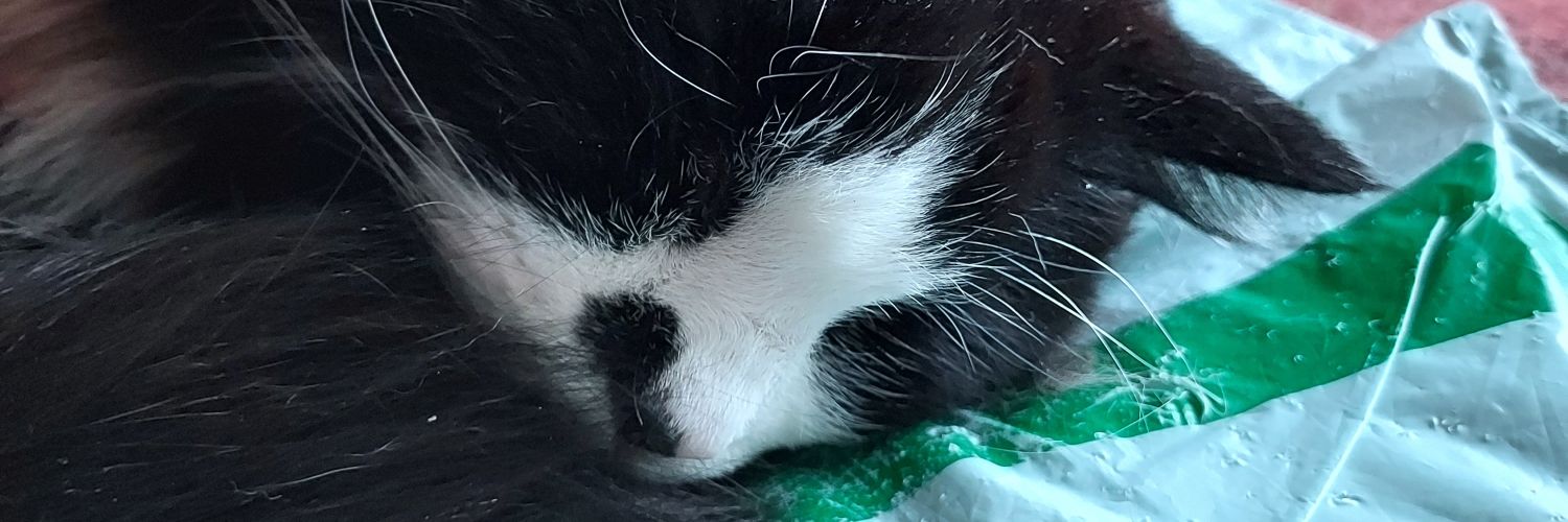 odd_dolled's profile banner image