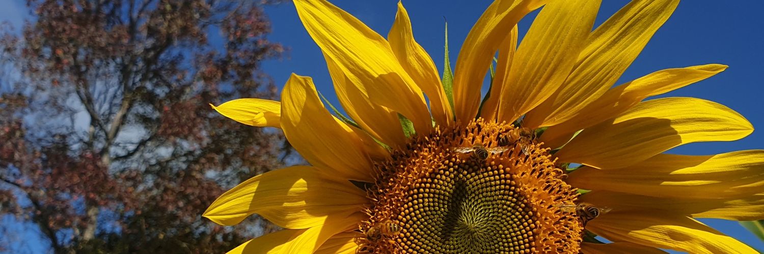 JSand1270's profile banner image
