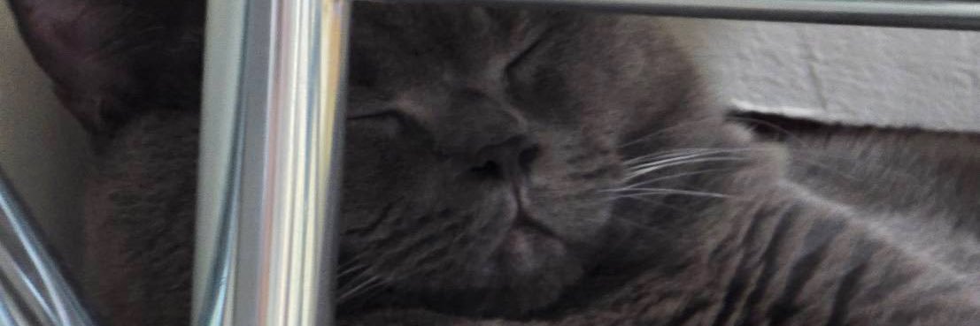 你被猴打過🐒 banner