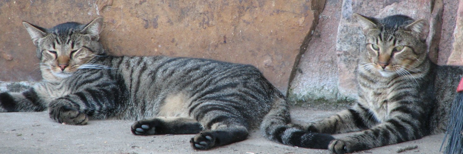 Reclining Buddha Cat with a Mona Lisa Smile banner
