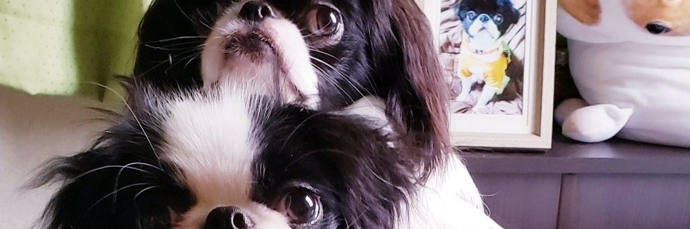 mikicocha's profile banner image