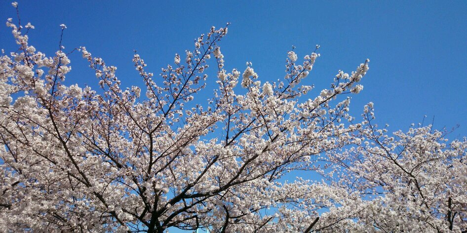 sakurai4_2's profile banner image