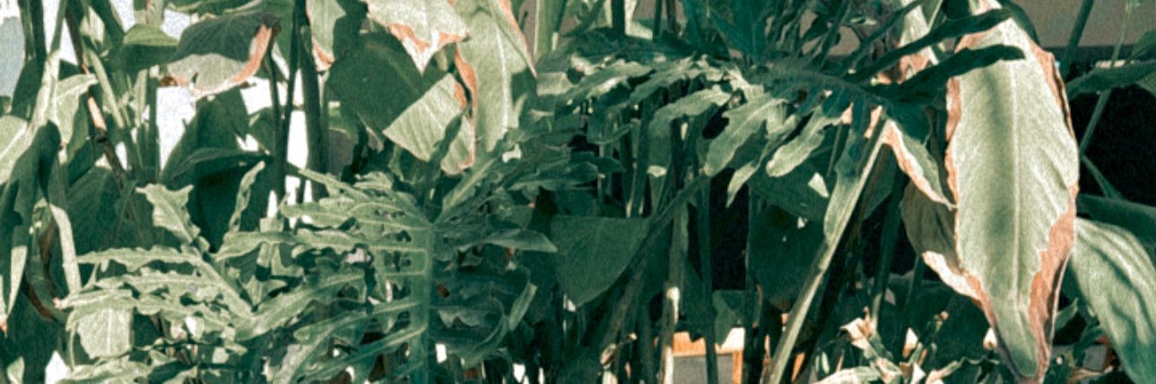 PattyBritoP's profile banner image