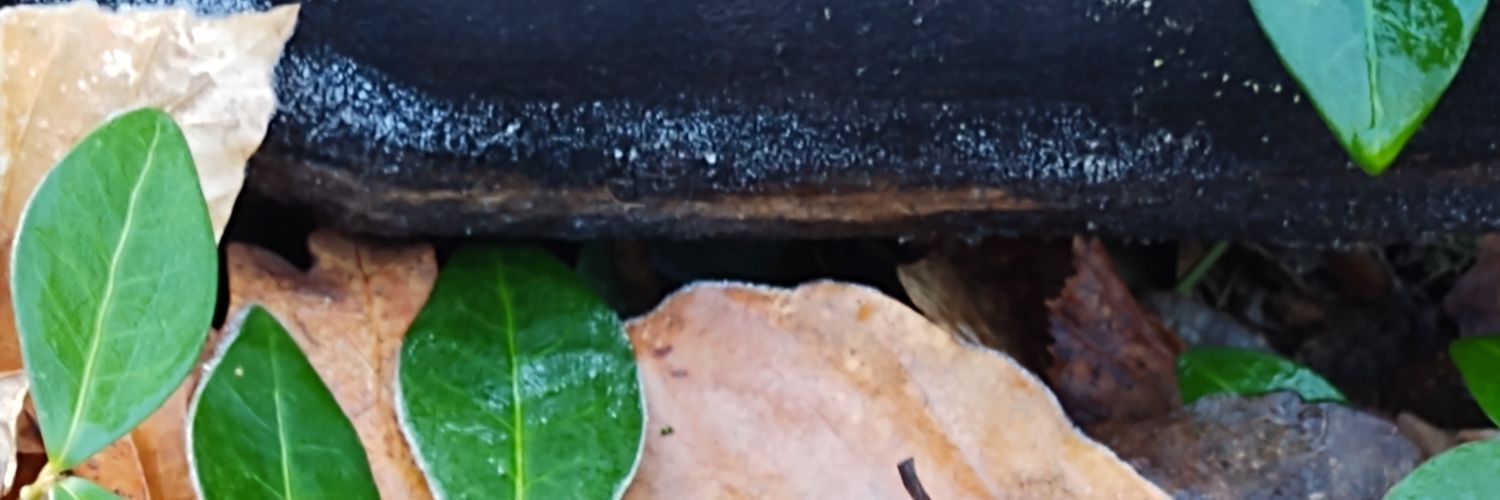witchintrouble's profile banner image
