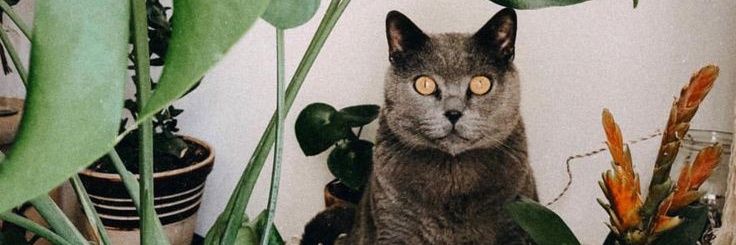 katepe_'s profile banner image
