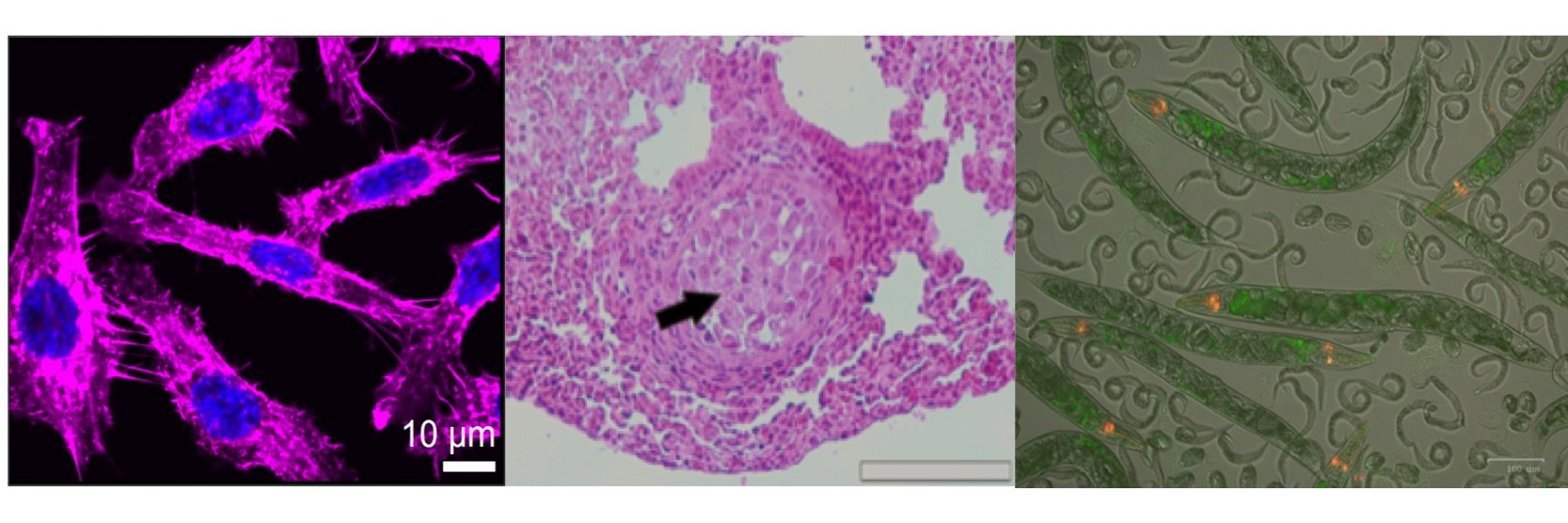 KoskinenLab's profile banner image