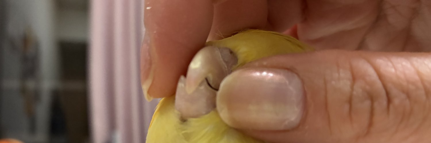 pikakuma2's profile banner image