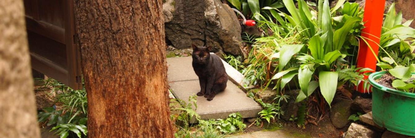 icotan's profile banner image