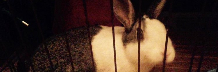 karen(๑˃̵ᴗ˂̵)❤︎彡 banner